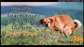 How To Get Your Dog To Poop Outside Every Time [upl. by Marcoux]