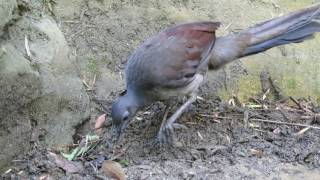 Lyre bird singing at Taronga Zoo [upl. by Hgielyak865]