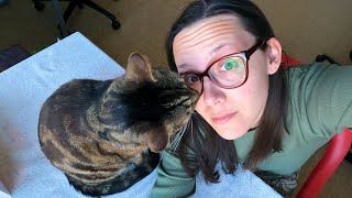 Single cat household hacks so your cat isnt lonely [upl. by Hemetaf675]