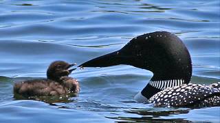 Common Loon Birdcalls [upl. by Eigriv49]