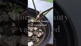 Florida beauty variegated [upl. by Saks]