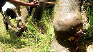 Heart wrenching Treating poor Elephant suffering with agonizing abscess in the leg [upl. by Iaria]