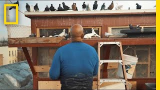 See How Pigeons Saved This Man From a Life on the Streets  Short Film Showcase [upl. by Assenej432]