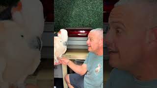 How to Talk Tango 🦜viralvideo video parrot shortvideos shortvideo shortsvideo viralvideo [upl. by Airamzul200]