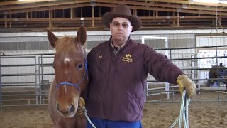 Basic Horsemanship Introduction [upl. by Ehtyaf]