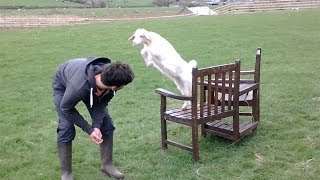 Cute Baby Goat Jumping Running And Playing [upl. by Sitto]