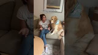 he’s like “and then what happened” dogshorts goldenretriever puppy dogs puppies funnyvideos [upl. by Atsed]