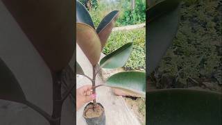 Rubber Plant 🌿  Pollution Free Plant  Village Flower Garden  shorts ytshorts [upl. by Saudra855]