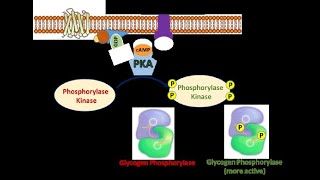 The Fight or Flight Response Part 5 Activation of Phosphorylase Kinase and Glycogen Phosphorylase [upl. by Rede444]