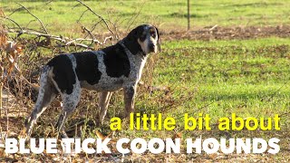 About Blue Tick Coon Hound Dogs [upl. by Wren474]