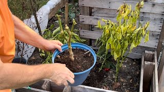 Overwintering Pepper Plants Staking Broccoli Digging Taters [upl. by Eustazio]