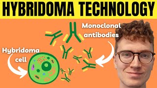 3 Steps of Hybridoma Technology Monoclonal Antibody Production [upl. by Goggin]