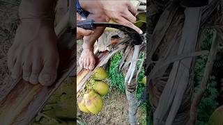 How Coconut Sap is Collected shorts [upl. by Nostets]