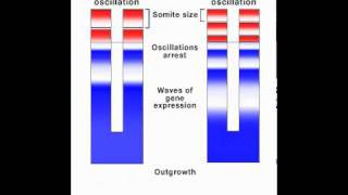 Simulation of the Clock and Wavefront Mechanism [upl. by Cavit896]