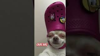 Croc Dog in da house  crocdog jimidanger jimidangertv doggo dogvideos [upl. by Duster546]