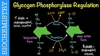 Glycogen Phosphorylase Regulation  Biochemistry [upl. by Brear]