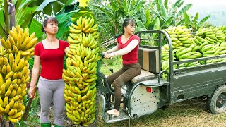 Use 3wheeled Vehicle Harvesting A Lots Of Banana Goes To Countryside Market Sell  Farm Life [upl. by Iggy]