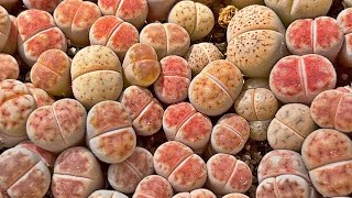 how to grow lithops from seeds l 리톱스 파종하는 방법 [upl. by Small]