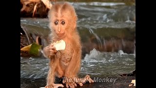 This Morning I found a cute baby monkey at the waters edge He asked me for an apple [upl. by Drofliw]