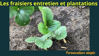 Les fraisiers  plantation entretien amp récolte au jardin potager quot🌱🍓permaculture potager [upl. by Zalea]