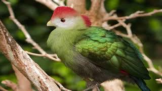 Redcrested turaco National Bird of Angola [upl. by Williams]