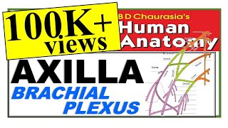 Chp4  Axilla  Brachial Plexus  Upper Limb  BD Chaurasia Regional Anatomy  Dr Asif Lectures [upl. by Llenrev]