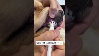 Easy Pet Teeth Cleaning Get the Pet Toothbrush for Fresh Breath amp Healthy SmilePawPalPetsPetCare [upl. by Yebot]