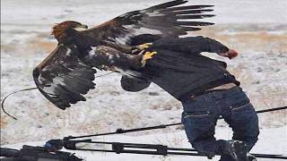 Top 7 Most Intense Eagle Attacks Wolf Bear amp Human [upl. by Royd]