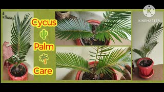 Information amp Care about Cycus Palm viralvideo nature gardening plantcare plantbeauty Cycus [upl. by Zelikow]