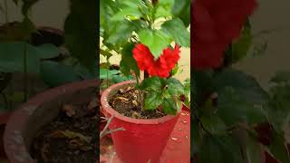 Multipetal Red hibiscus🌺 homegrownflowers hibiscus garden nature asmr [upl. by Dinsmore]