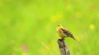 Yellowhammer song digiscoped with Swarovski Optik STM80HD [upl. by Aciretehs]