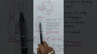 difference between bivalent amp Tetrad celldivision shorts bivalentchromosome tetradchromosome [upl. by Chilcote]