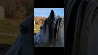 Gypsy Vanner horses at HorsefeathersFarmTNcom [upl. by Ramaj]