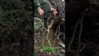 Lichen biology ytshorts shortvideo biofactslichen [upl. by Avahc690]