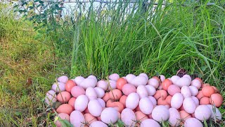 wow amazing pick a lot of eggs on the hive under a tree pick by hand [upl. by Sally172]