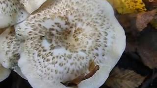 Lentinus tigrinus [upl. by Tidwell]