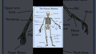 Human Skeleton system skeleton system of human body Names of Bones [upl. by Yenaj]