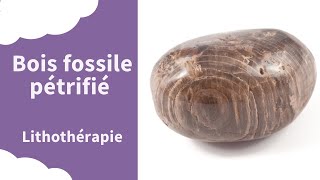 Bois fossile pétrifié  Pierre naturelle en Lithothérapie par Aurore Médium  L Aurore Céleste [upl. by Ettenim]