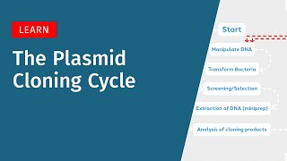 The Plasmid Cloning Cycle [upl. by Faulkner]