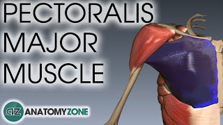 Pectoralis Major Muscle Anatomy  AnatomyZone [upl. by Ymeon394]