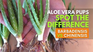 How To Spot The Difference Between Aloe vera Barbadensis and Chinensis Pups [upl. by Ahsas984]