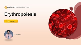 Erythropoiesis  Introduction  Human Physiology Video  VLearning™  sqadiacom [upl. by Aber628]