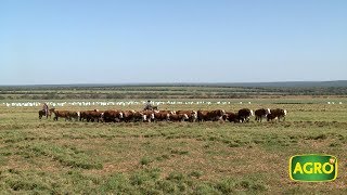 AgroTV en Brasil Un argentino revoluciona la ganadería en Mato Grosso 775 20180609 [upl. by Ahsercel]