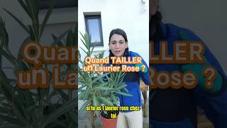 Quand tailler un laurier rose jardin arbre tree laurier rose taille cut cuting plant diy [upl. by Elmaleh973]