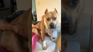 Big pitbull dog dog shorts youtubeshorts trending viralvideo [upl. by Woodward]