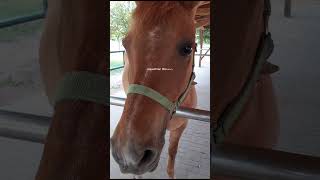 Equestrian live➡️➡️ horse abo equestrian music horseriding pferde pony love [upl. by Latrina]