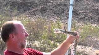 Huge Gophersnake [upl. by Eifos]