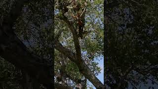 Leopard Climbs Giant Tree to Retrieve Hidden Prey [upl. by Ameh831]