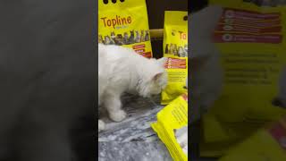 Cat food review🥰cat kittten catfunny shortvideo catlover catvideos katten cutepalestine 🇵🇸 [upl. by Ardnatal113]