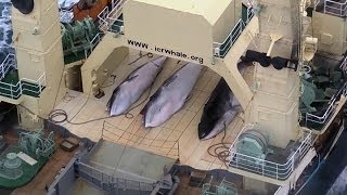 Sea Shepherd intercepts Japanese whaling fleet [upl. by Hedges]